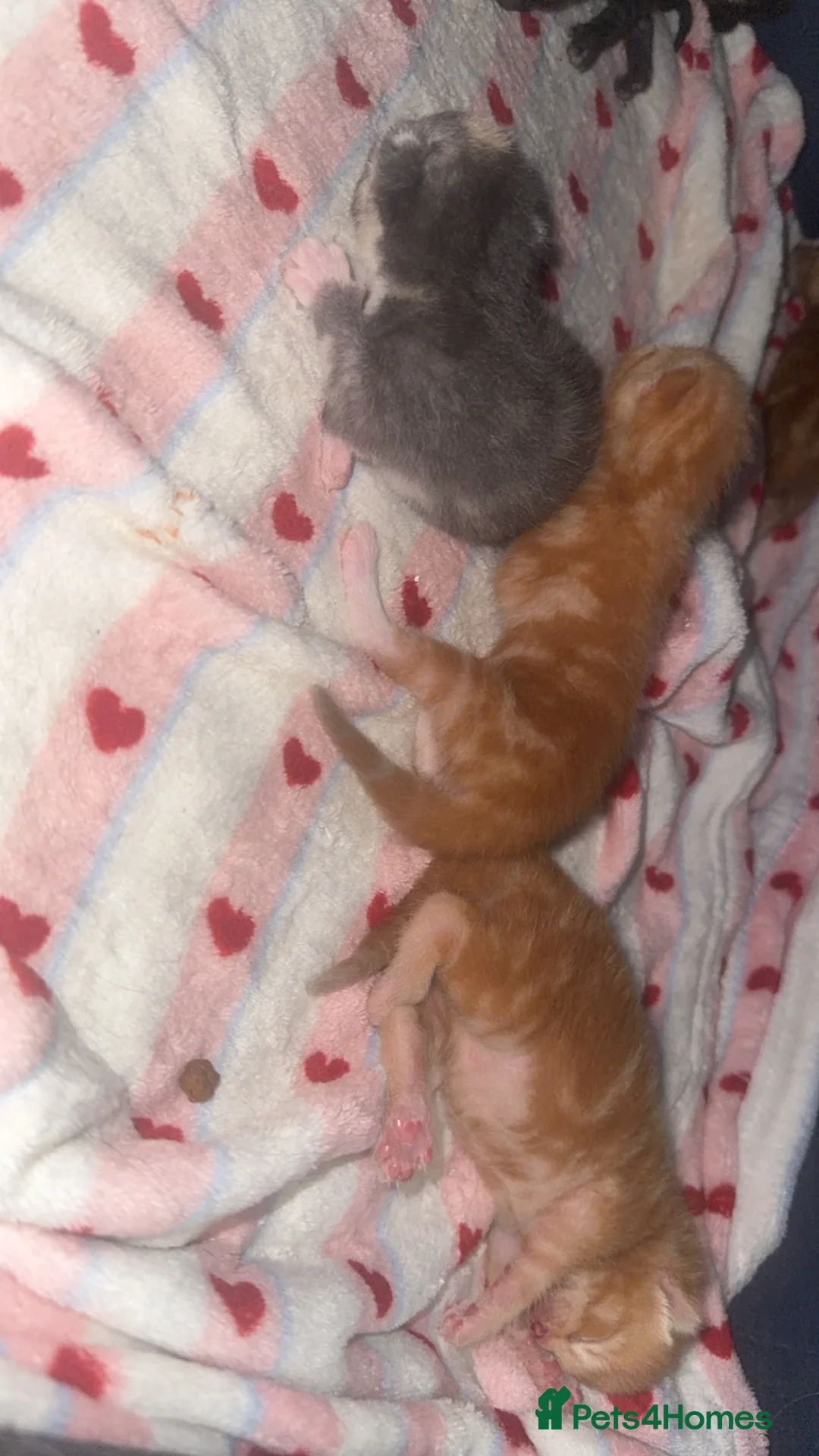 Mixed Breed cats for sale: Rainbow litter - Advert 2