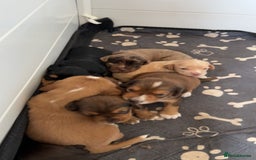 Cocker Spaniel dogs for sale: 1 stunning little boy cockerspaniel  - Image 14