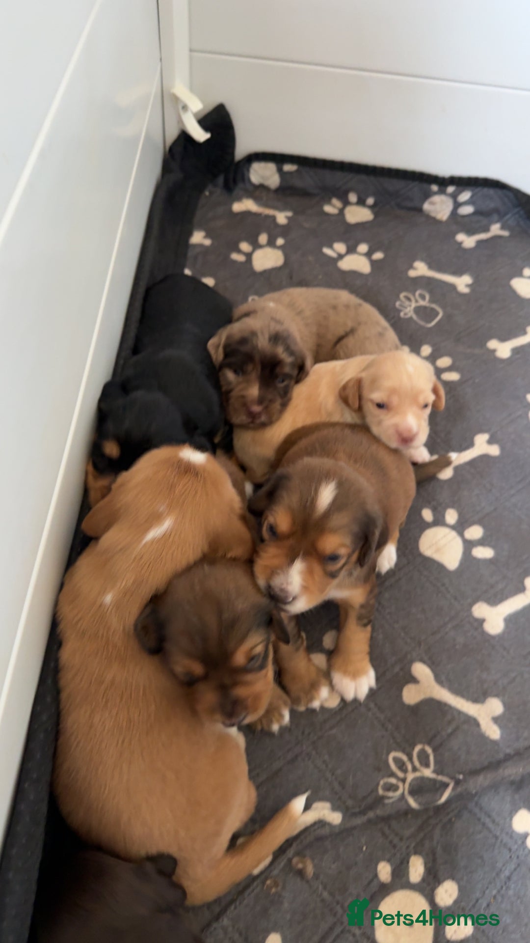 Cocker Spaniel dogs for sale: 1 stunning little boy cockerspaniel  - Image 14