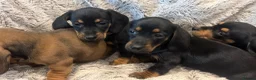 Dachshund dogs for sale: Dachshund puppies  - Advert 4