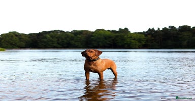 Labrador Retriever dogs - Advert 3