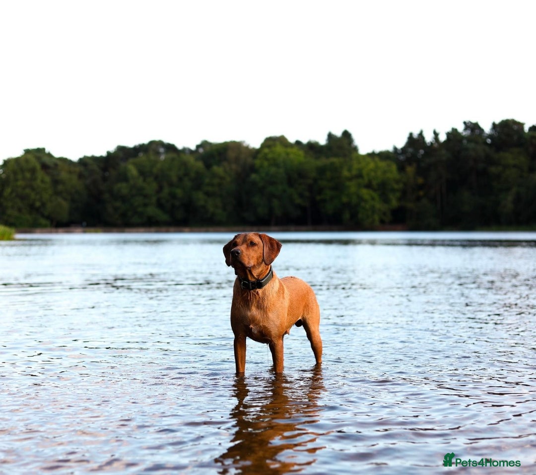 Labrador Retriever dogs for sale: FOX RED LABRADORS OUTSTANDING HEALTH 280 PLUS DNA - Image 3