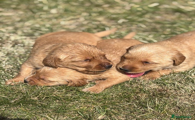 Goldador dogs - Advert 1