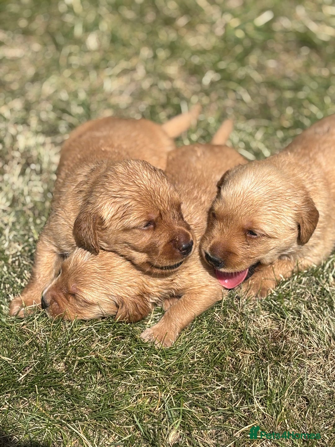Goldador dogs for sale: Fox red goldador puppies ❤️ - Image 1