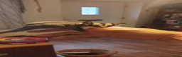 Sugar Glider rodents for sale: Standard Grey male sugar glider. - Advert 4