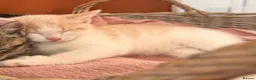 Mixed Breed cats for sale: “Caramel” Ginger and white little Girl in Norwich - Advert 4