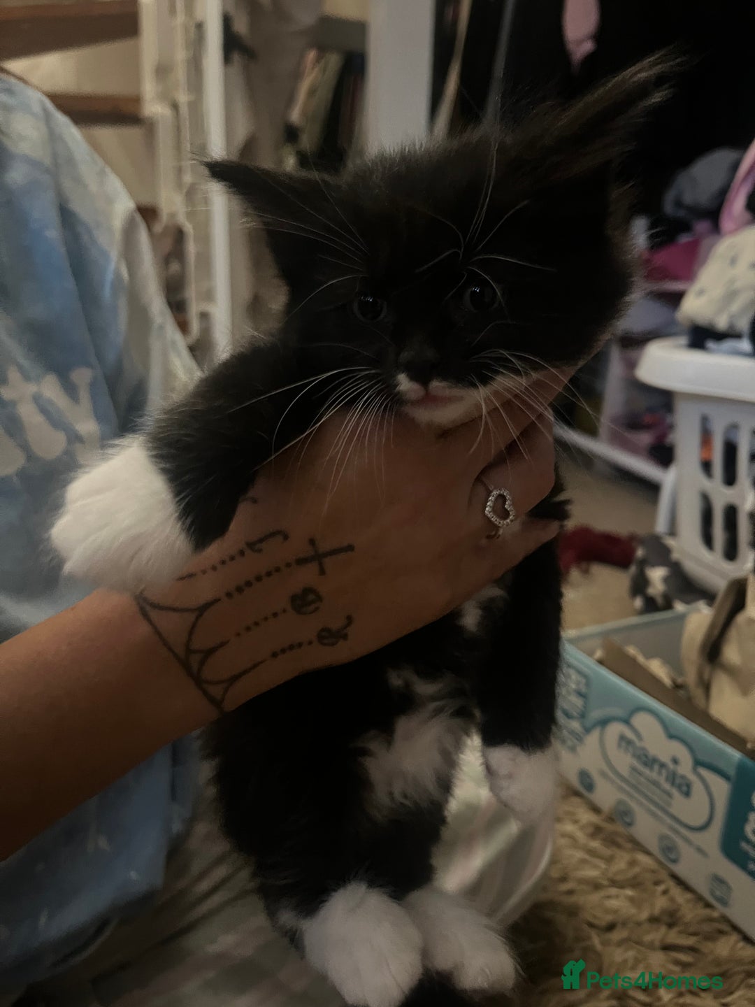Mixed Breed cats for sale: 9 gorgeous kittens - Image 6