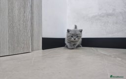 British Shorthair cats for sale: Beautiful British Short hairs kittens for sale - Image 6