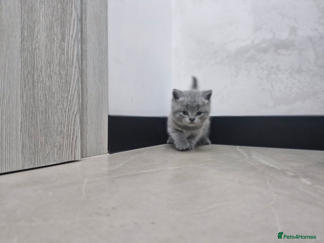 British Shorthair cats for sale: Beautiful British Short hairs kittens for sale - Image 6