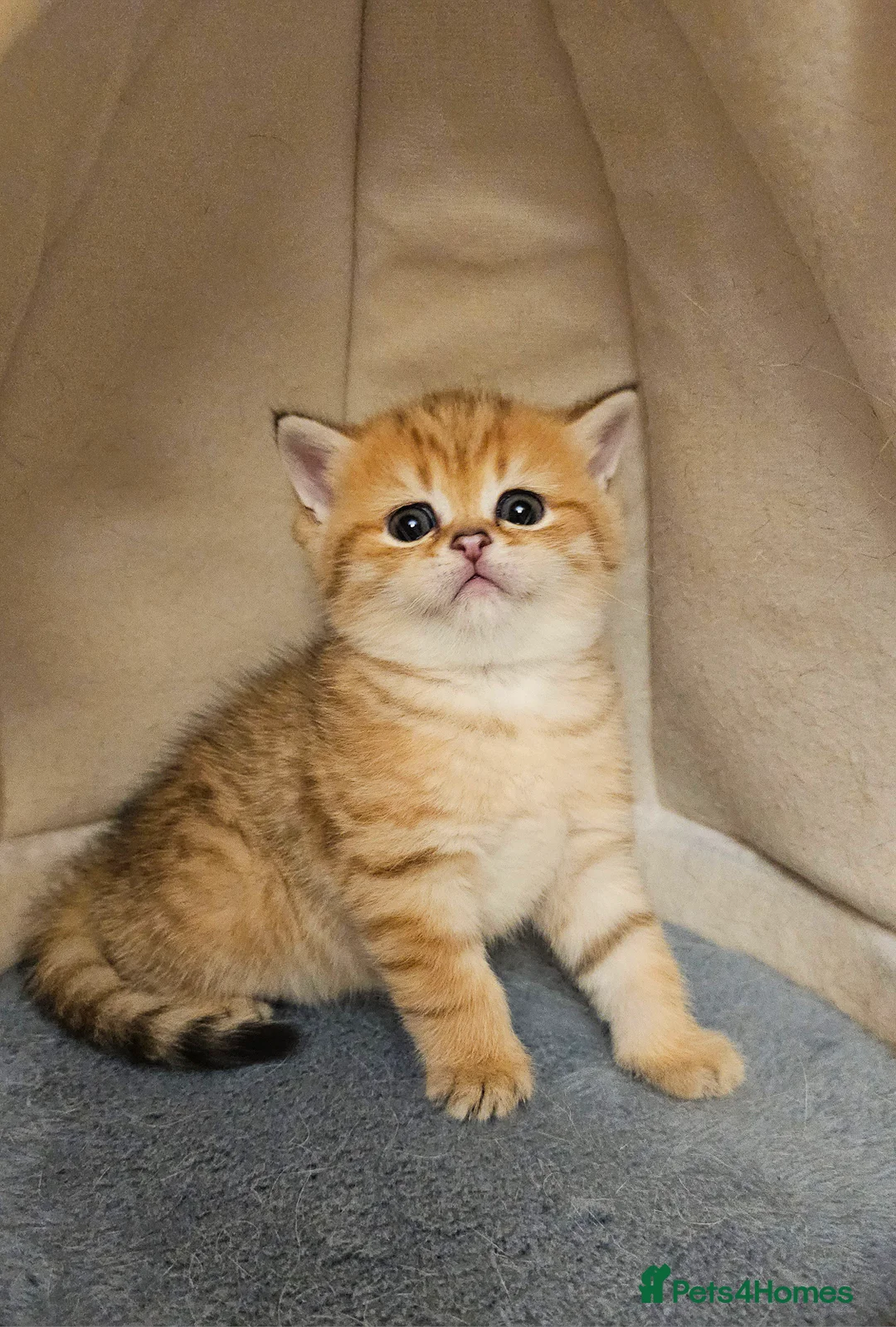 Scottish Fold cats for sale: Tica Registered pedigree kittens  - Advert 14