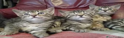 Bengal cats for sale: HomeRaised Bengal x Blue British Shorthair Kittens - Advert 11