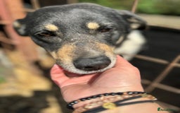 Mixed Breed dogs for adoption: ELSA -  a Special Girl who hates the Prison - Image 5