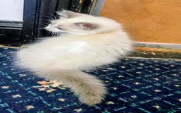 Ragdoll cats for sale: Pedigree Ragdolls for sale £495 - Image 11
