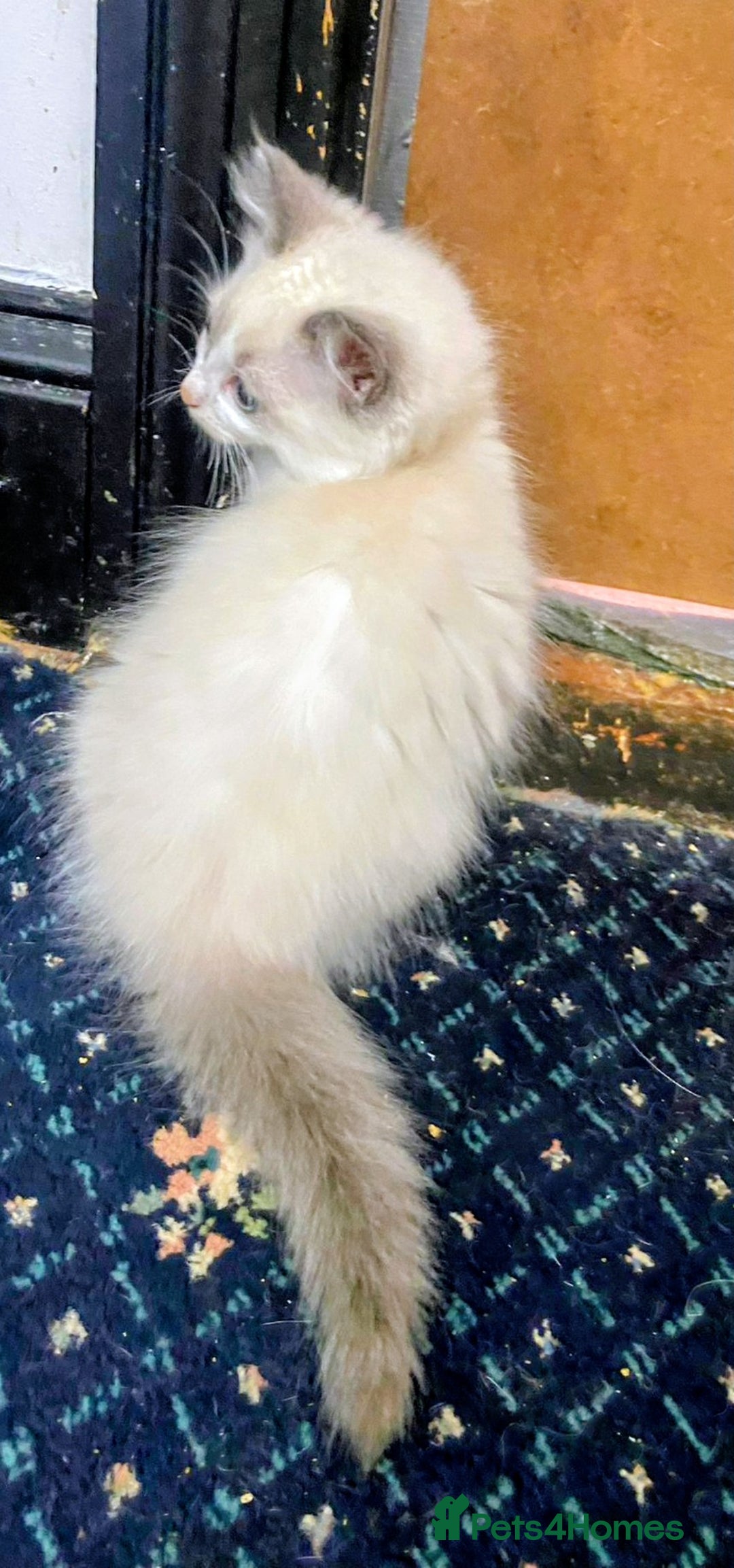Ragdoll cats for sale: Pedigree Ragdolls for sale £495 - Image 11