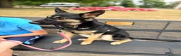 German Shepherd dogs for sale: Beautiful 10 month old female German shepherd - Advert 2