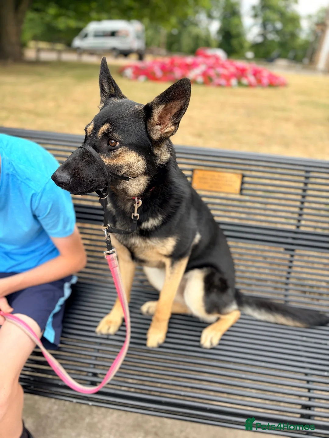 German Shepherd dogs for sale: Beautiful 10 month old female German shepherd - Advert 2