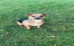 Jack Russell dogs for sale: beautiful jack Russell puppies - Image 10