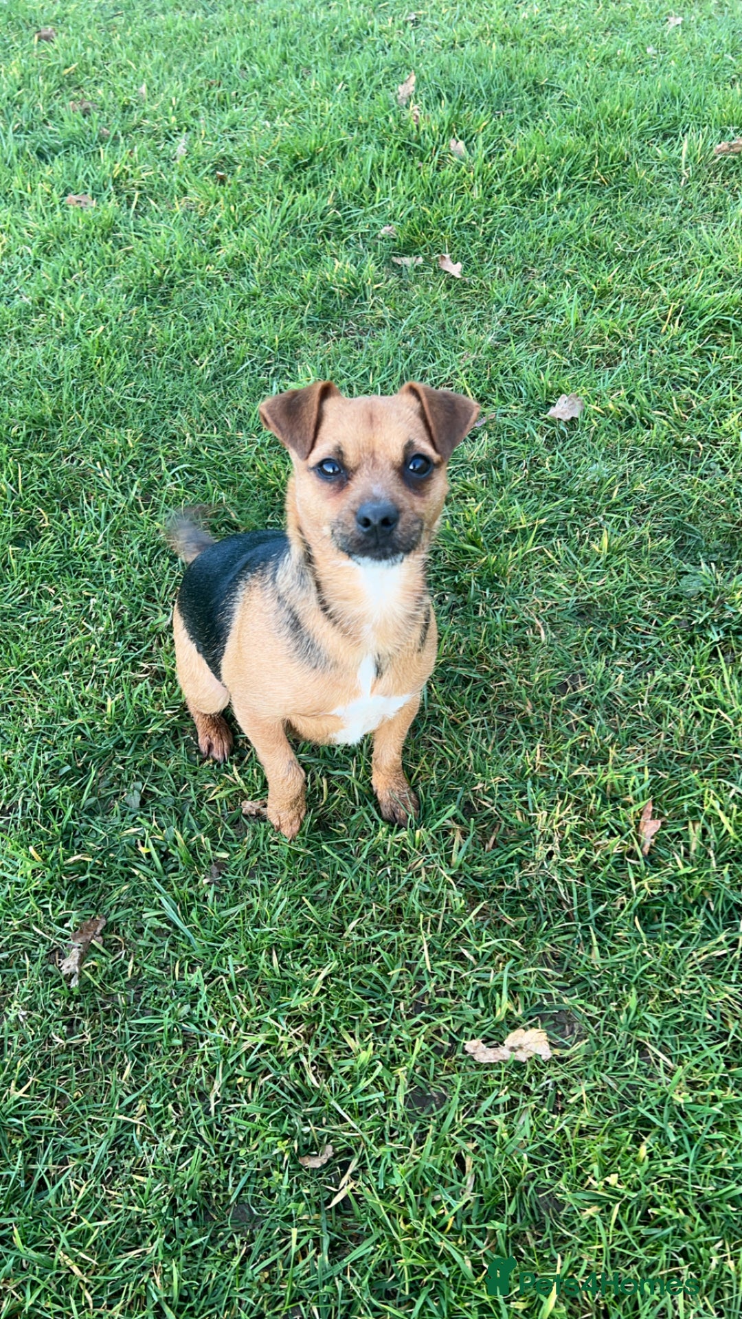 Jack Russell dogs for sale: beautiful jack Russell puppies - Image 10