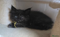 Maine Coon cats for sale: Maine Coon Kittens Tortie/Torbie Russian lines - Image 10