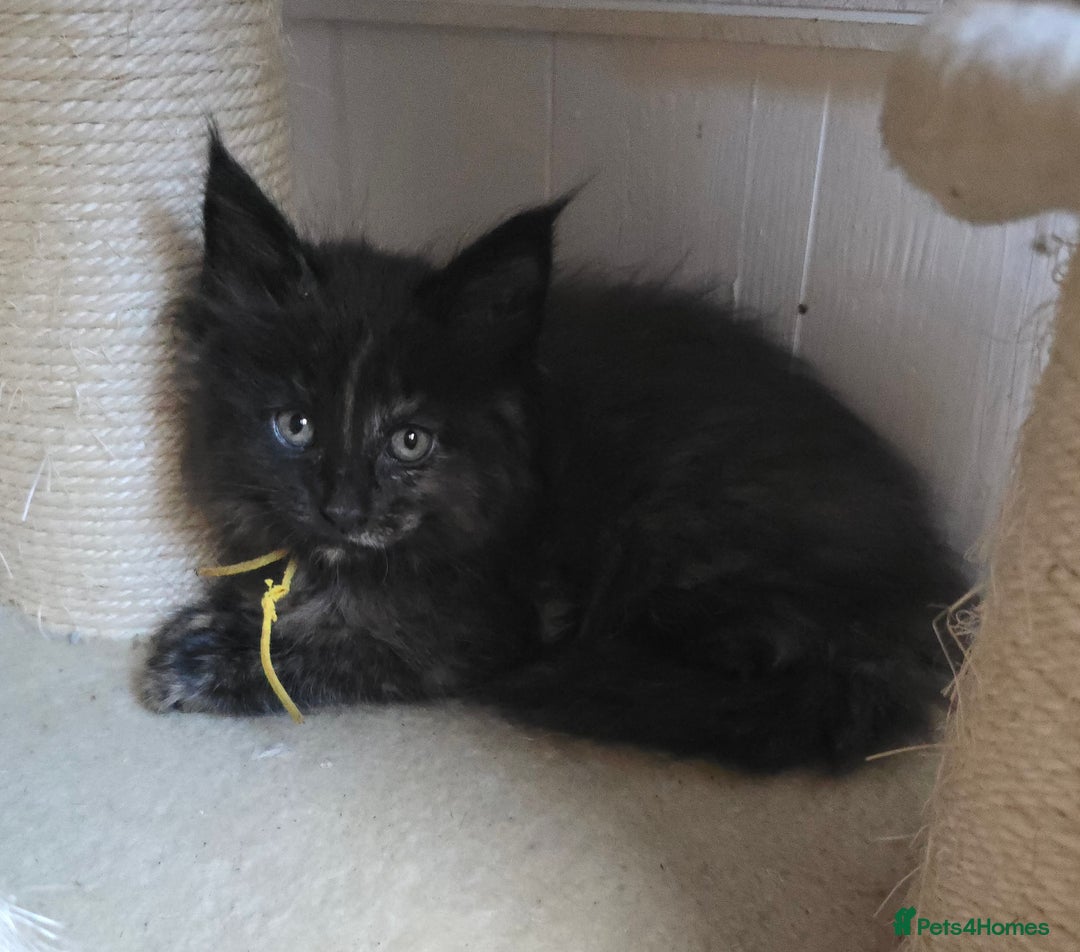 Maine Coon cats for sale: Maine Coon Kittens Tortie/Torbie Russian lines - Image 10