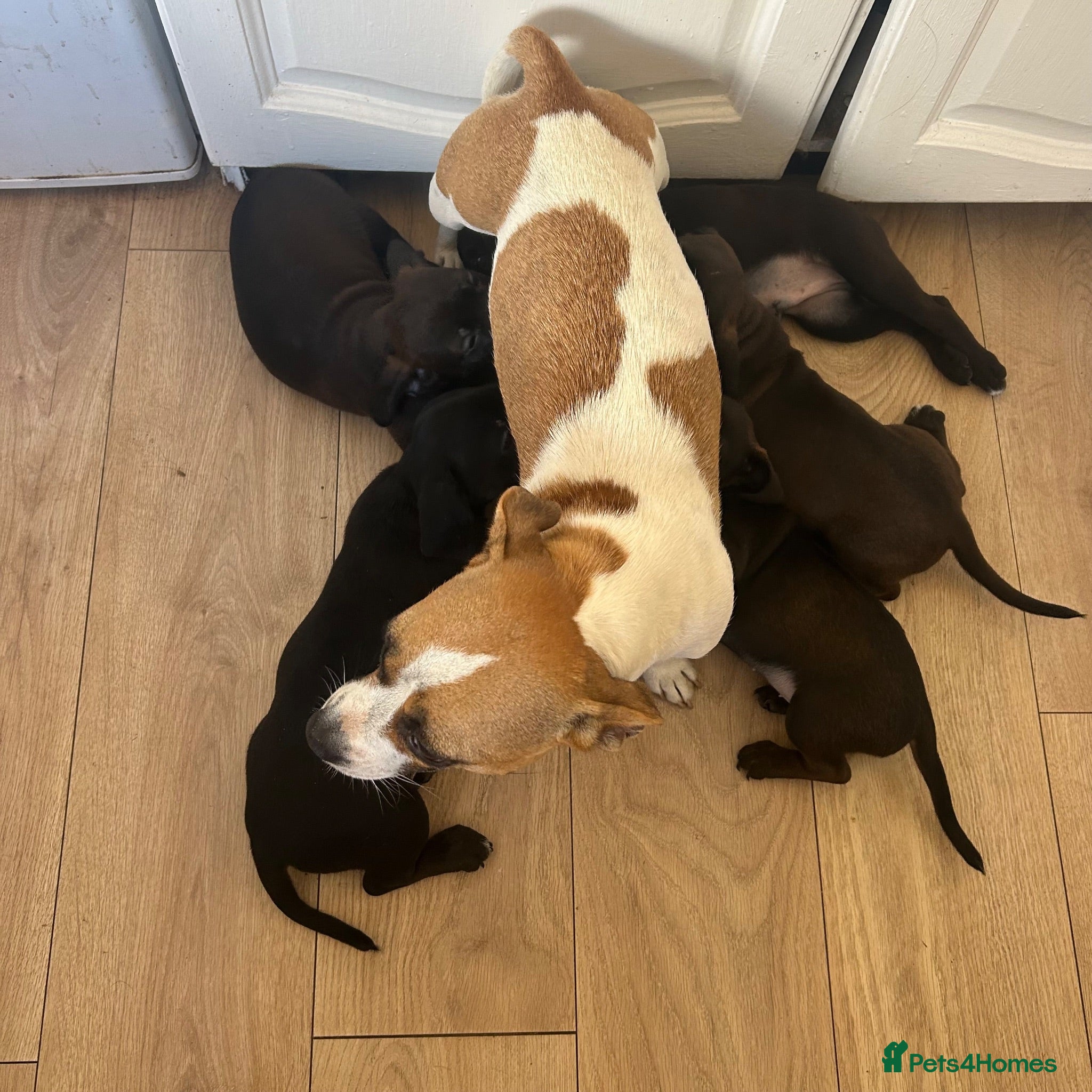 Mixed Breed dogs 5x 7 week old healthy puppies - Advert 2