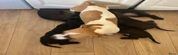 Mixed Breed dogs for sale: 5 x 8 week old healthy puppies - Advert 2