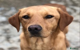 Labrador Retriever dogs for sale: Foxred Labrador - Image 2