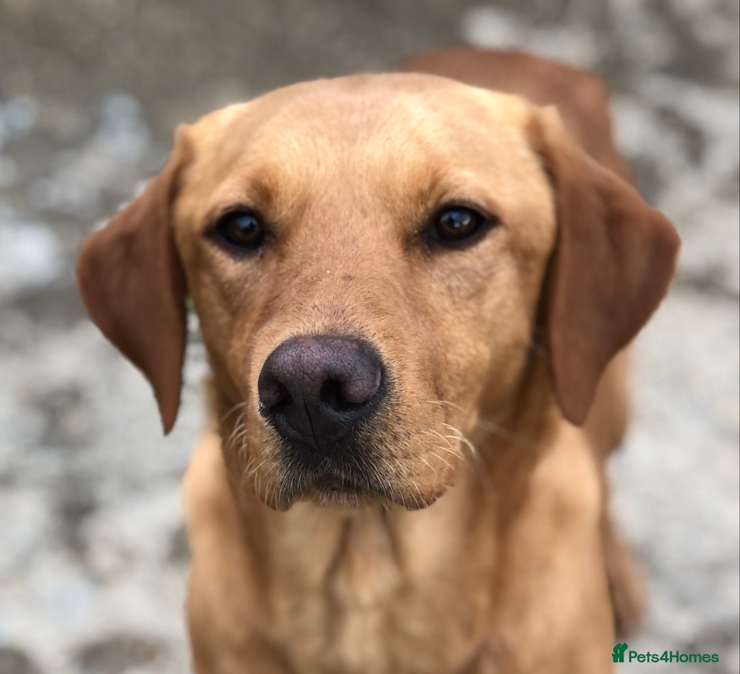 Labrador Retriever dogs for sale: Foxred Labrador - Image 2
