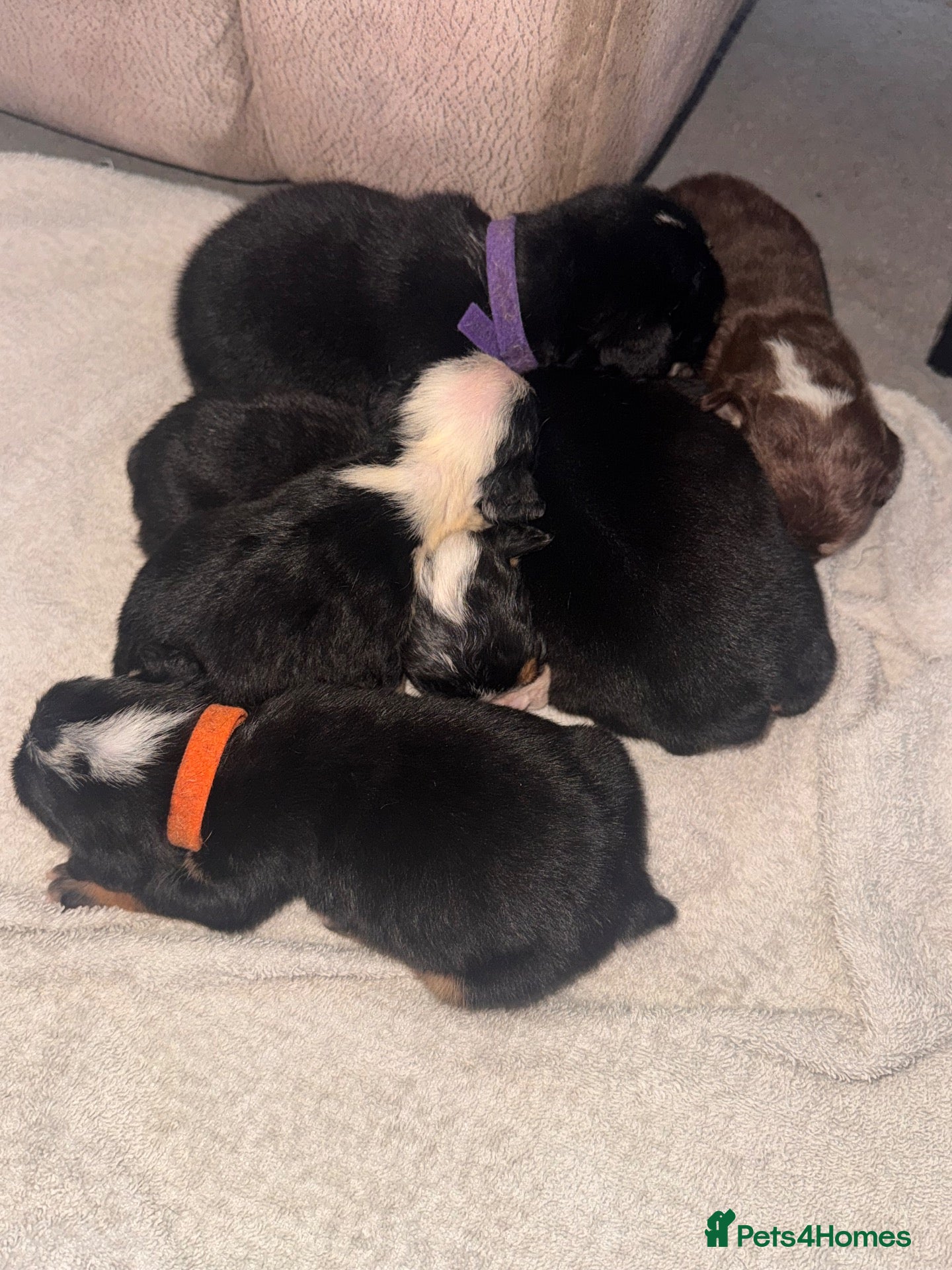 English Bulldog dogs Registered english bulldog puppies  - Advert 12