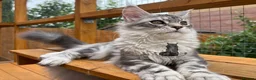 Maine Coon cats for sale: Female girl  Maine Coon kitten blue silver tabby  - Advert 3