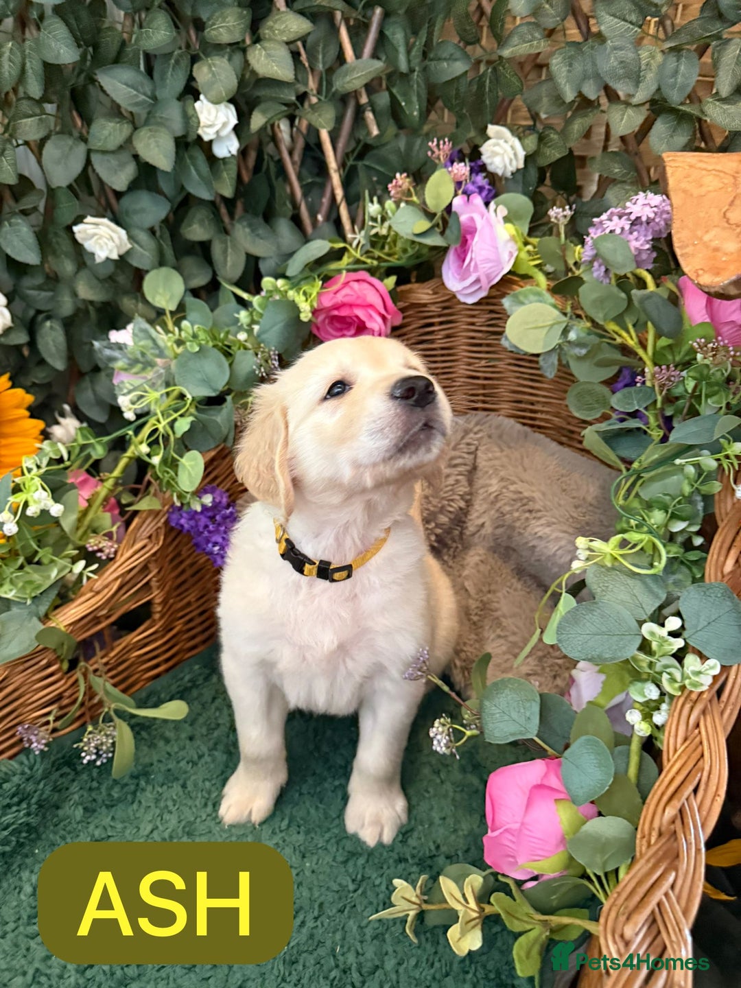 Golden Retriever dogs for sale: Stunning Golden Retriever puppies 🐾 - Image 13