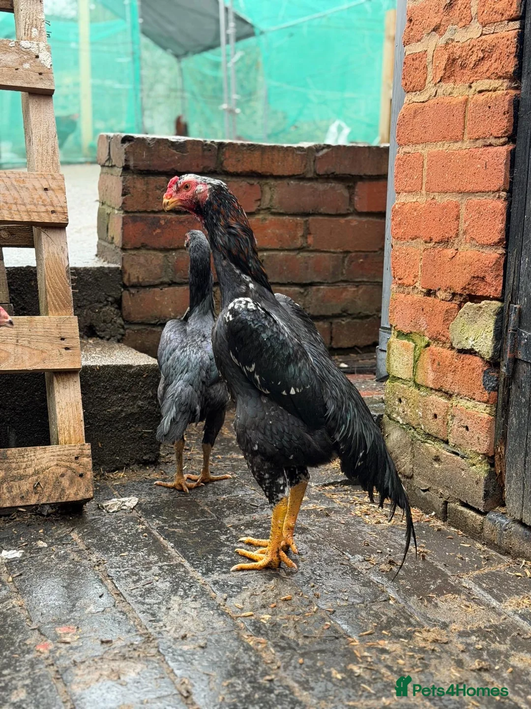 Hens poultry for sale: O shamo, shamo, Pakistani aseel and miwali   - Advert 10