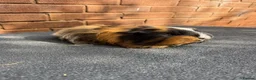 Guinea Pig rodents for sale: Stunning Tri Coloured Male Guinea Pig  - Advert 8