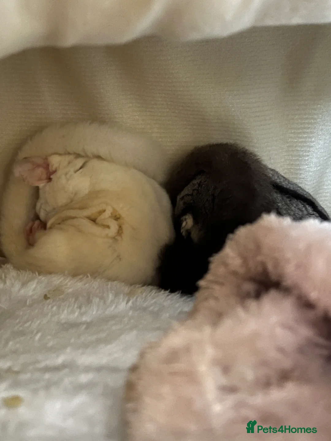 Sugar Glider rodents for sale: selling both sugar gliders  in West Drayton - Advert 15