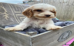 Cockapoo dogs for sale: Cockapoo puppies  - Image 12