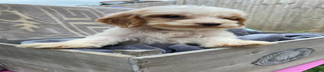 Cockapoo Puppy 2