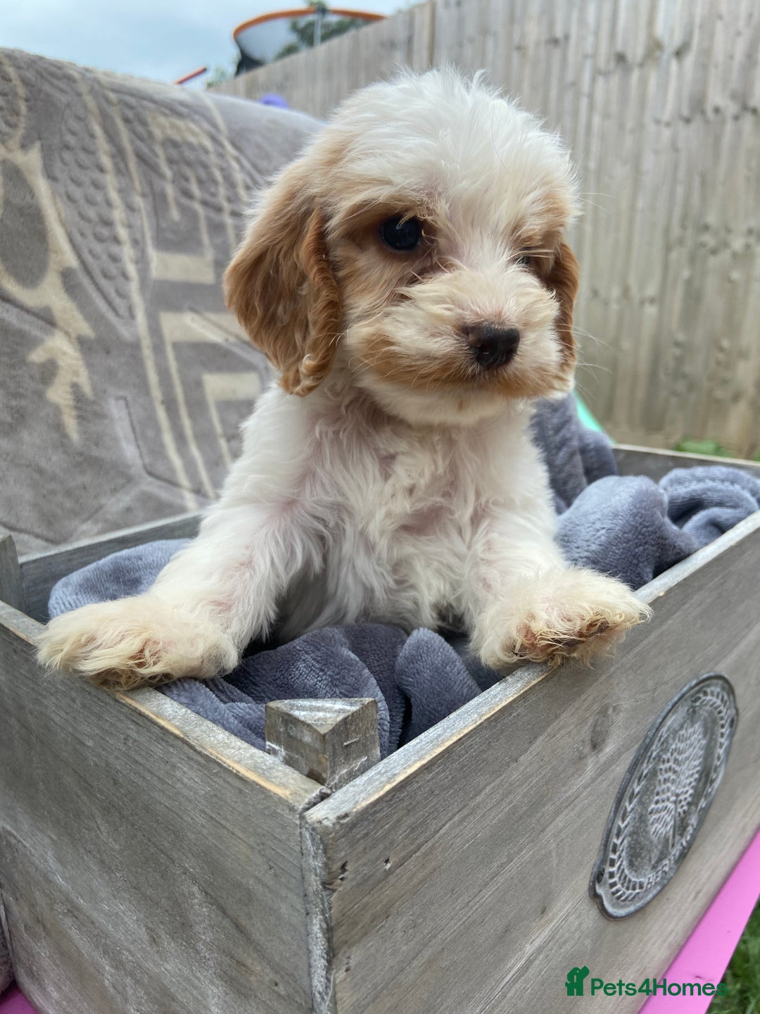 Cockapoo dogs for sale: Cockapoo puppies  - Image 12