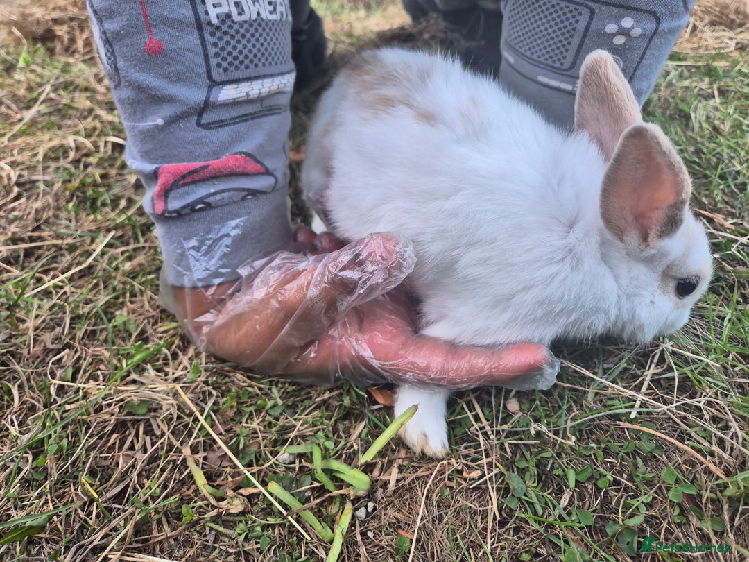English rabbits for sale: Bunnies available - Image 9