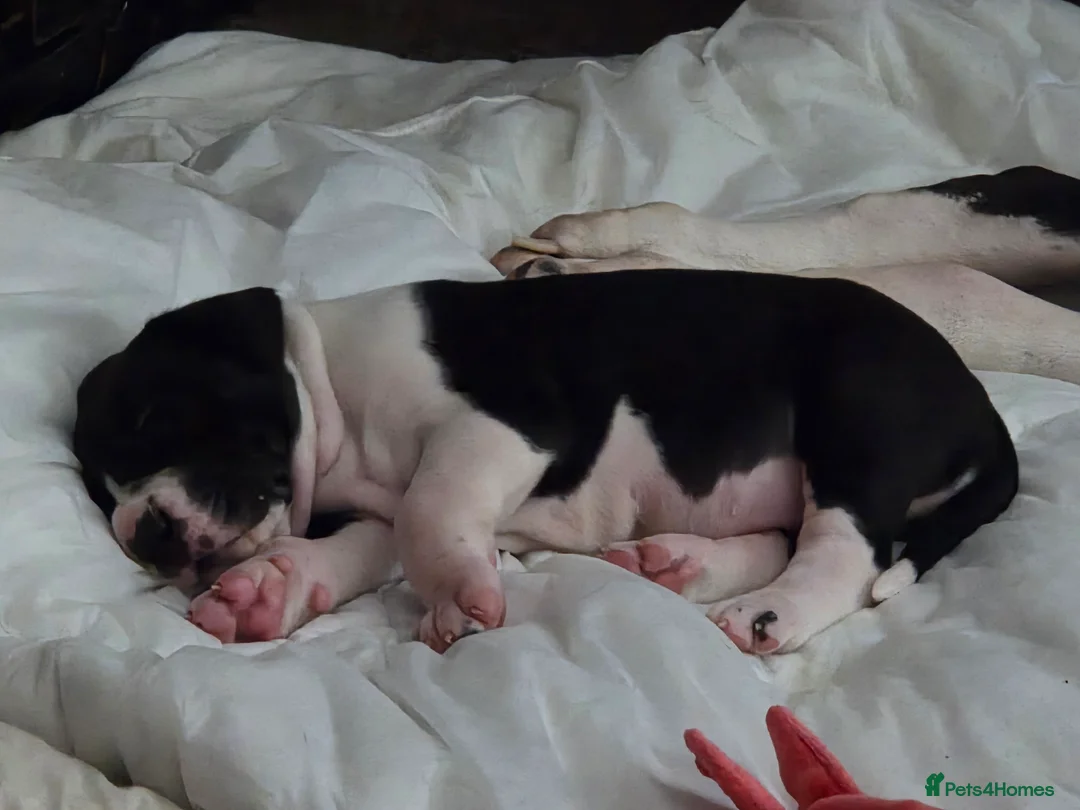 Great Dane dogs for sale: Greatdane puppies forsale - Advert 7