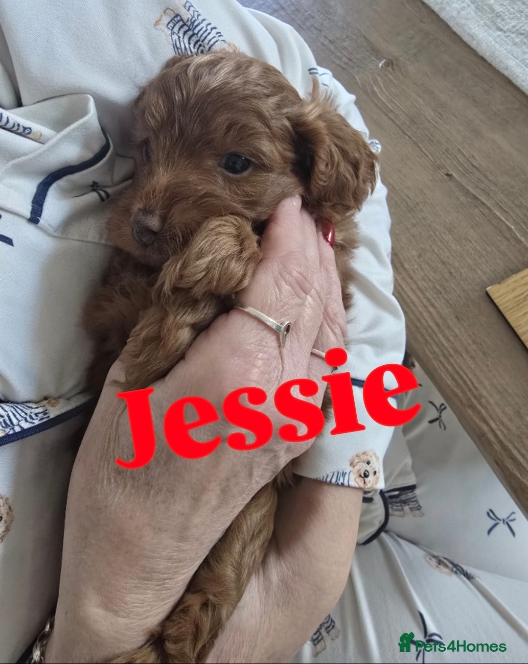 Cockapoo dogs  Toy cockerpoo health tested licensed Breeder  - Advert 16