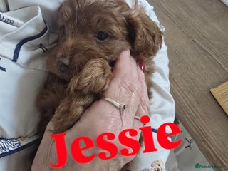 Cockapoo dogs Toy cockerpoo health tested licensed Breeder - Advert 2