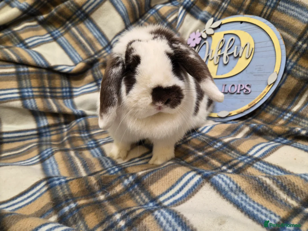 Mini Lop rabbits for sale: Mini lop doe - Advert 1