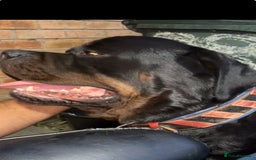 Rottweiler dogs for stud: Champion bloodline rottiweiler stud  - Image 7