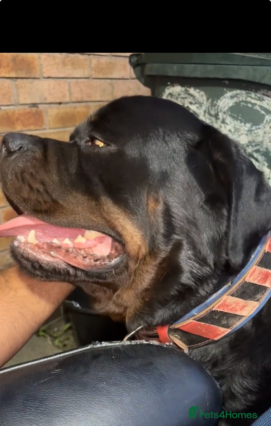 Rottweiler dogs for stud: Champion bloodline rottiweiler stud  - Image 7