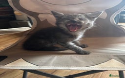 Maine Coon cats for sale: Maine Coon X  - Image 5