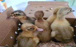 Ducks poultry for sale: Week old Runner Ducks 7 Available  - Image 1