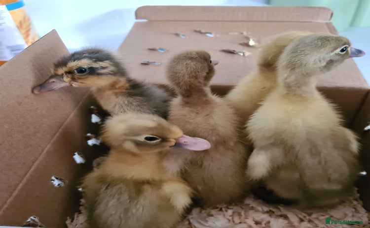 Ducks poultry - Advert 1