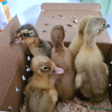Ducks poultry - Advert 16