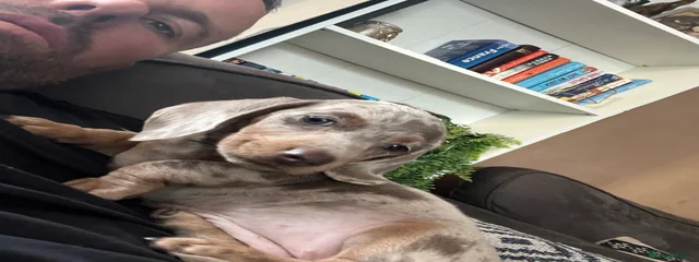 Tilly 