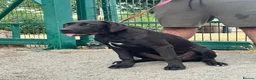 Cane Corso dogs for sale: 1 male 1 female cane  in Romford - Advert 15